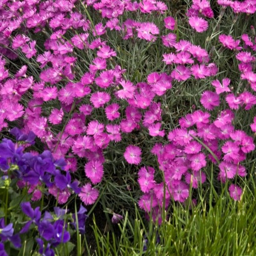 Greenwood Nursery: Live Perennial Plants - Firewitch + Dianthus Gratianopolitanus - [Qty: 2X 3.5 Pots] - (Click for Other Available Plants/Quantities)