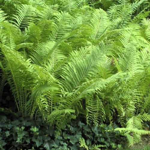 Greenwood Nursery: Live Perennial Plants - Ostrich Fern + Matteuccia Struthiopteris - [Qty: 3X Pint Pots] - (Click for Other Available Plants/Quantities)