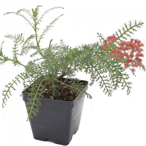 Greenwood Nursery: Live Perennial Plants - Achillea New Vintage Red Yarrow - [Qty: 1x Pint Pot] - (Click for Other Available Plants/Quantities)