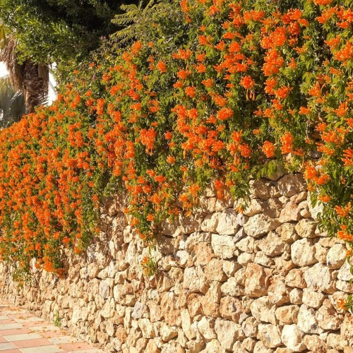 Greenwood Nursery: Live Perennial Plants - Tangerine Beauty Vine + Bignonia Capreolata - [Qty: 3X Pint Pots] - (Click for Other Available Plants/Quantities)