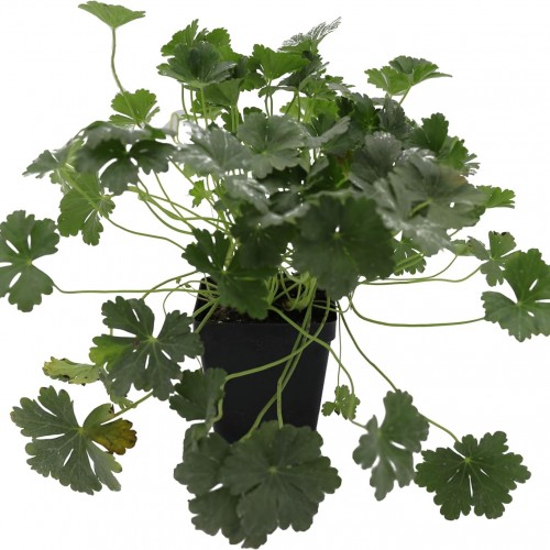 Greenwood Nursery: Live Perennial Plants - 'Biokovo' Cranesbill + Geranium x Cantabrigiense - [Qty: 10x Pint Pots] - (Click for Other Available Plants/Quantities)