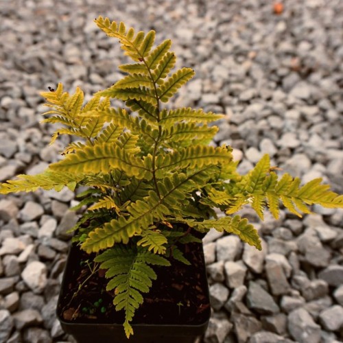 Greenwood Nursery: Live Perennial Plants - Autumn Brilliance Fern + Dryopteris Erythrosora - [Qty: 2X Pint Pots] - (Click for Other Available Plants/Quantities)