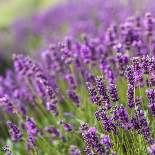 Greenwood Nursery: Live Perennial Plants - Provence Lavender + Lavandula x Intermedia - [Qty: 5X Pint Pots] - (Click for Other Available Plants/Quantities)