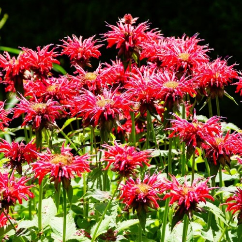 Greenwood Nursery: Live Perennial Plants - Bee Balm Jacob Cline + Monarda Didyma - [Qty: 2X Pint Pots] - (Click for Other Available Plants/Quantities)