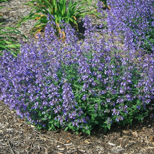 Greenwood Nursery: Live Perennial Plants - 'Junior Walkers Low' Catmint + Nepeta × Faassenii - [Qty: 1x Pint Pot] - (Click for Other Available Plants/Quantities)