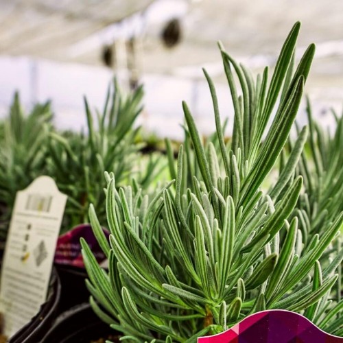 Greenwood Nursery: Live Perennial Plants - Phenomenal Lavender + Lavandula x Intermedia - [Qty: 1x Pint Pot] - (Click for Other Available Plants/Quantities)
