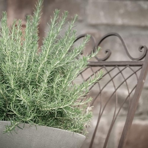 Greenwood Nursery: Live Perennial Plants - Creeping Rosemary + Rosmarinus Officinalis Prostratus - [Qty: 2X 3.5 Pots] - (Click for Other Available Plants/Quantities)