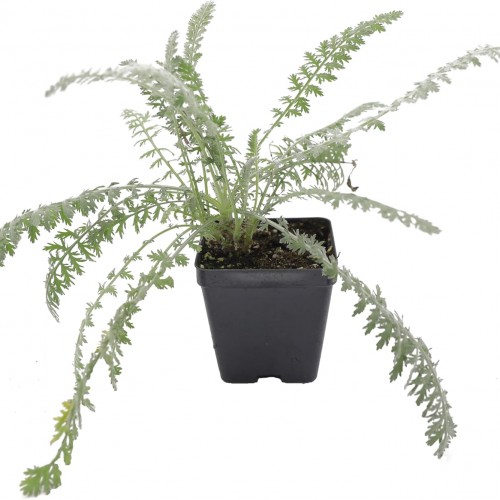 Greenwood Nursery: Live Perennial Plants - Achillea 'Moonshine' Yarrow - [Qty: 5X Pint Pots] - (Click for Other Available Plants/Quantities)
