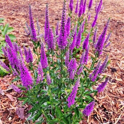 Greenwood Nursery: Live Perennial Plants - 'Very Van Gogh' Spiked Speedwell + Veronica Spicata - [Qty: 10x Pint Pots] - (Click for Other Available Plants/Quantities)