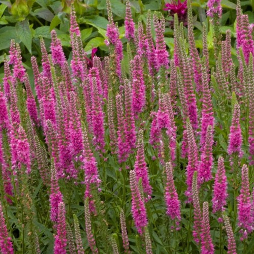 Greenwood Nursery: Live Perennial Plants - 'Red Fox' Spiked Speedwell + Veronica Spicata - [Qty: 2X Pint Pots] - (Click for Other Available Plants/Quantities)