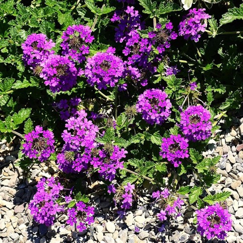 Greenwood Nursery: Live Perennial Plants - 'Homestead Purple' + Verbena Canadensis - [Qty: 5X Pint Pots] - (Click for Other Available Plants/Quantities)