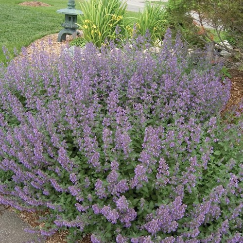 Greenwood Nursery: Live Perennial Plants - 'Walkers Low' Catmint + Nepeta × Faassenii - [Qty: 3X Pint Pots] - (Click for Other Available Plants/Quantities)