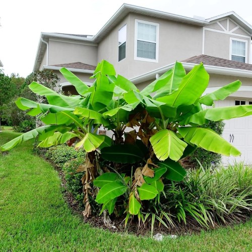 Greenwood Nursery: Live Perennial Plants - Musa Basjoo Cold Hardy Banana - [Qty: 2X Pint Pots] - (Click for Other Available Plants/Quantities)