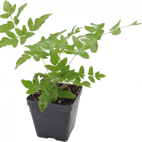 Greenwood Nursery: Live Perennial Plants - Royal Fern + Osmunda Regalis - [Qty: 10x 3.5 Pots] - (Click for Other Available Plants/Quantities)