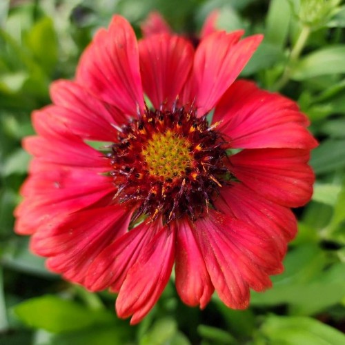 Greenwood Nursery: Live Perennial Plants - 'Mesa Red' + Gaillardia x Grandiflora - [Qty: 5X Pint Pots] - (Click for Other Available Plants/Quantities)